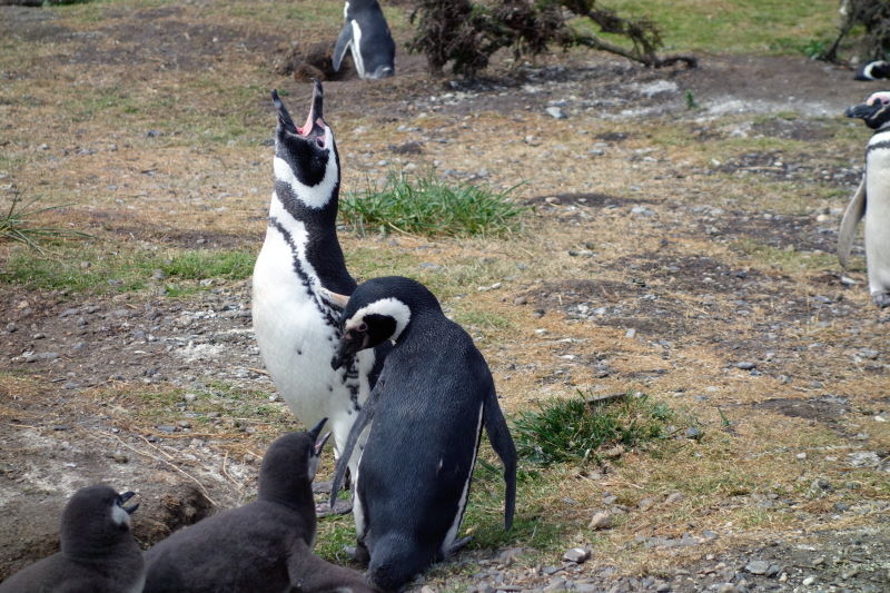 Pinguini di Magellano all'Isla Martillo.