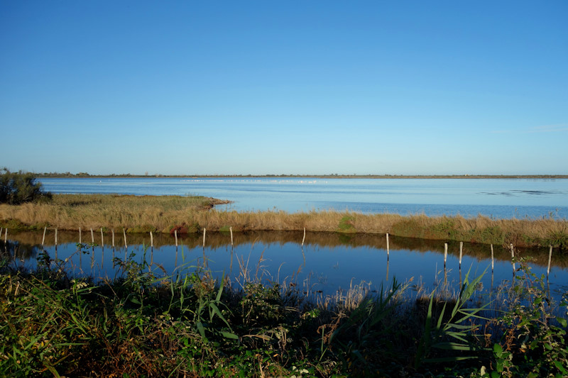 Fenicotteri rosa nel delta del Po, al 'Park Zanza' (28/10/2023).