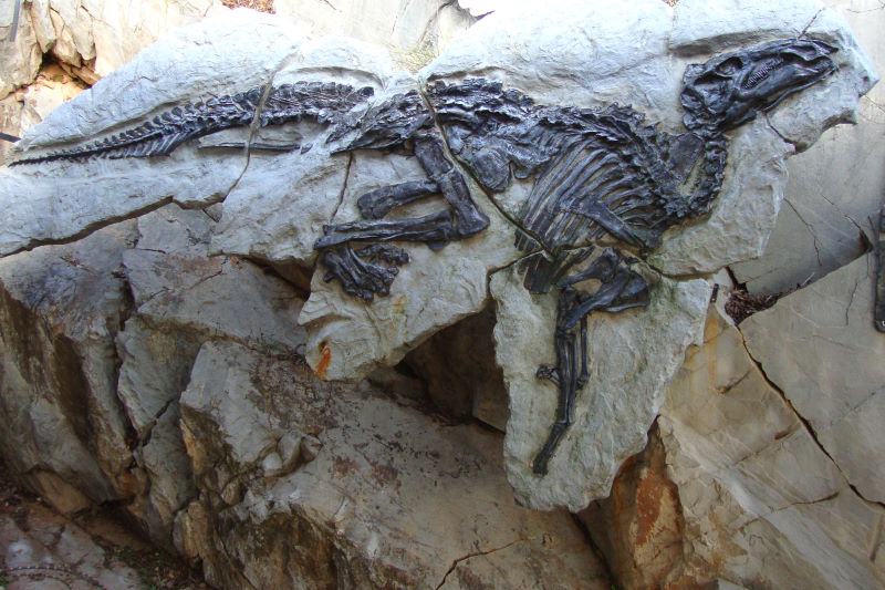 &quotAntonio", il Tethyshadros insularis ritrovato nel 1994 presso il giacimento paleontologico del Villaggio del Pescatore.