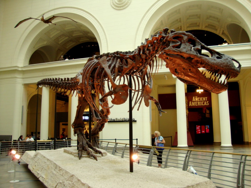 "Sue", uno dei più completi scheletri di Tyrannosaurus rex, al Field Museum of Natural History di Chicago.