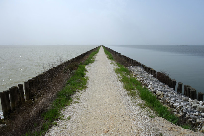 Lungo l'Argine degli Angeli a sud di Comacchio (31/03/2024).