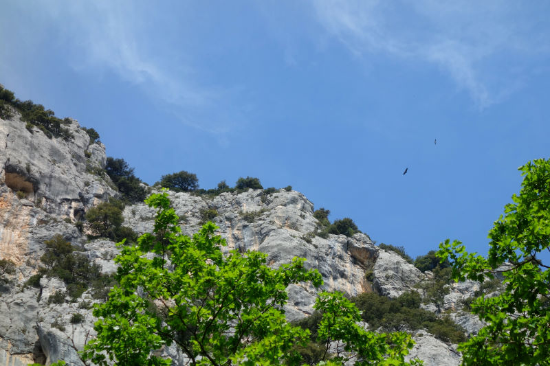 Dal fondo delle gole, uno dei tanti grifoni (Gyps fulvus) che nidificano sulle pareti delle gole.